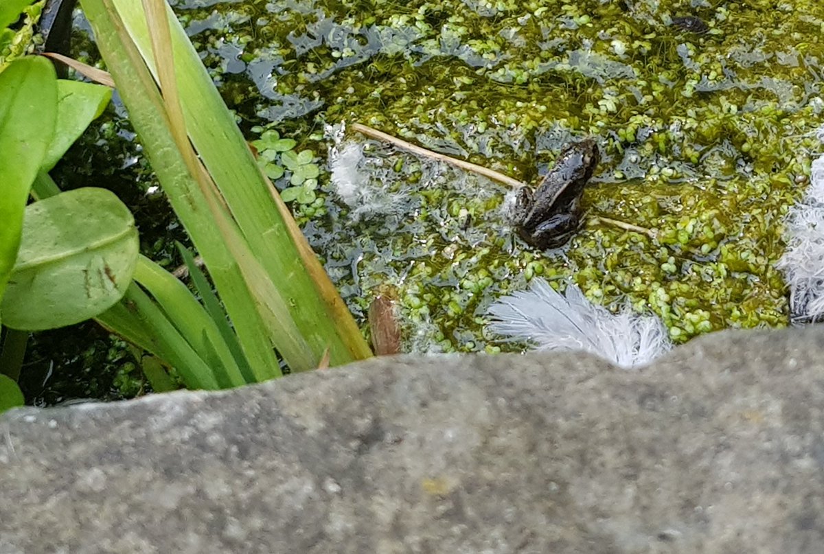 Hannah Boneham (she/her) tweet media