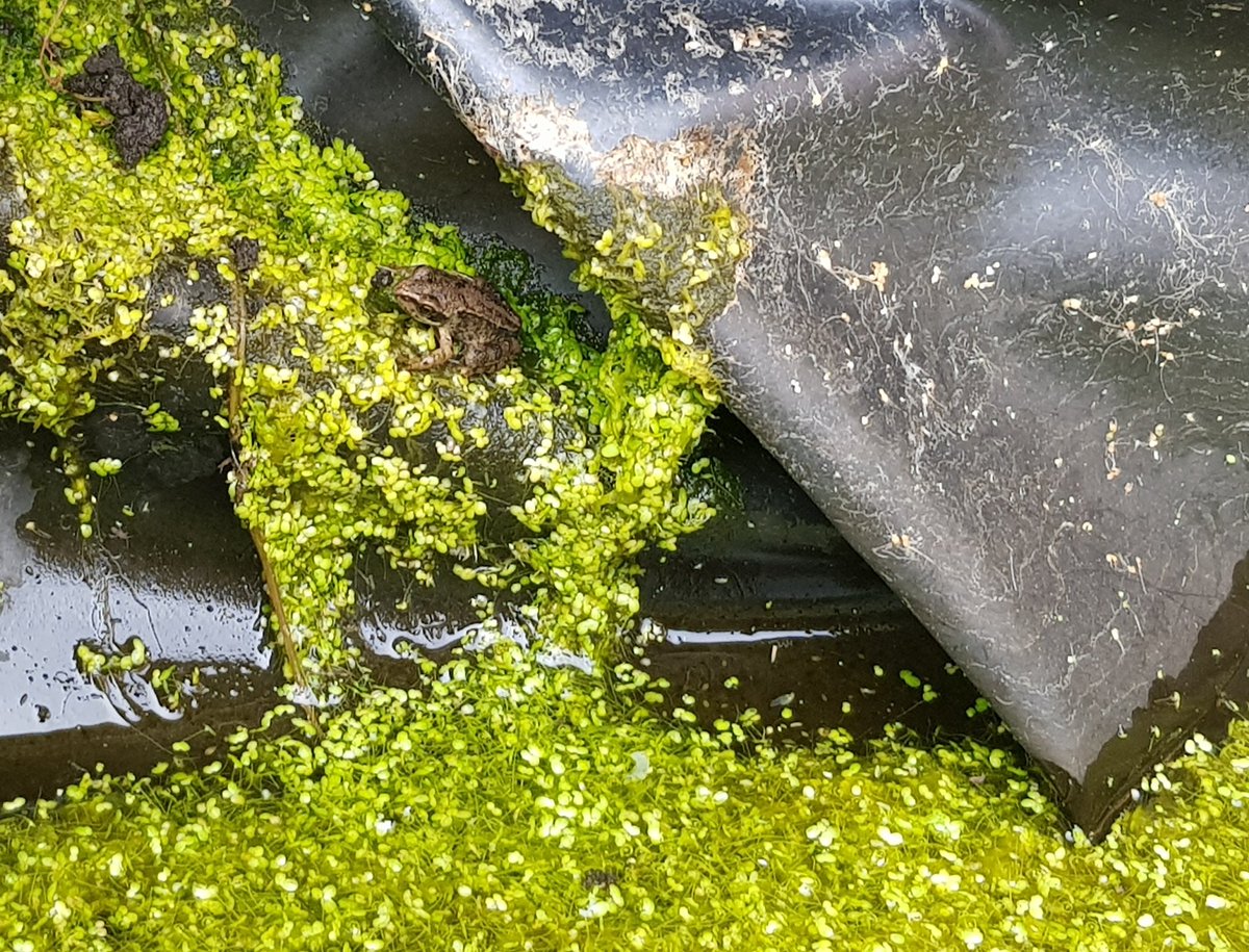 Hannah Boneham (she/her) tweet media