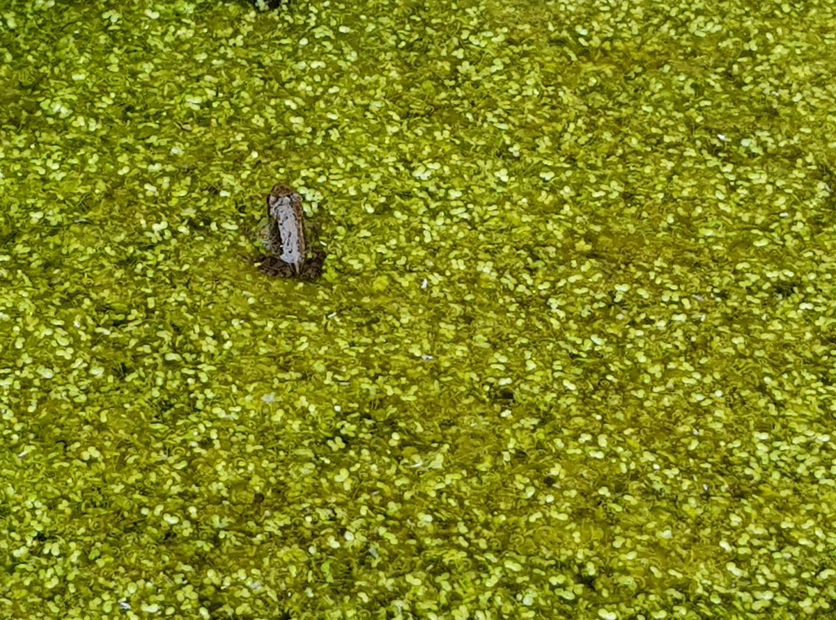 Hannah Boneham (she/her) tweet media