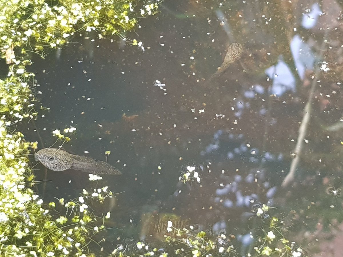 Hannah Boneham (she/her) tweet media