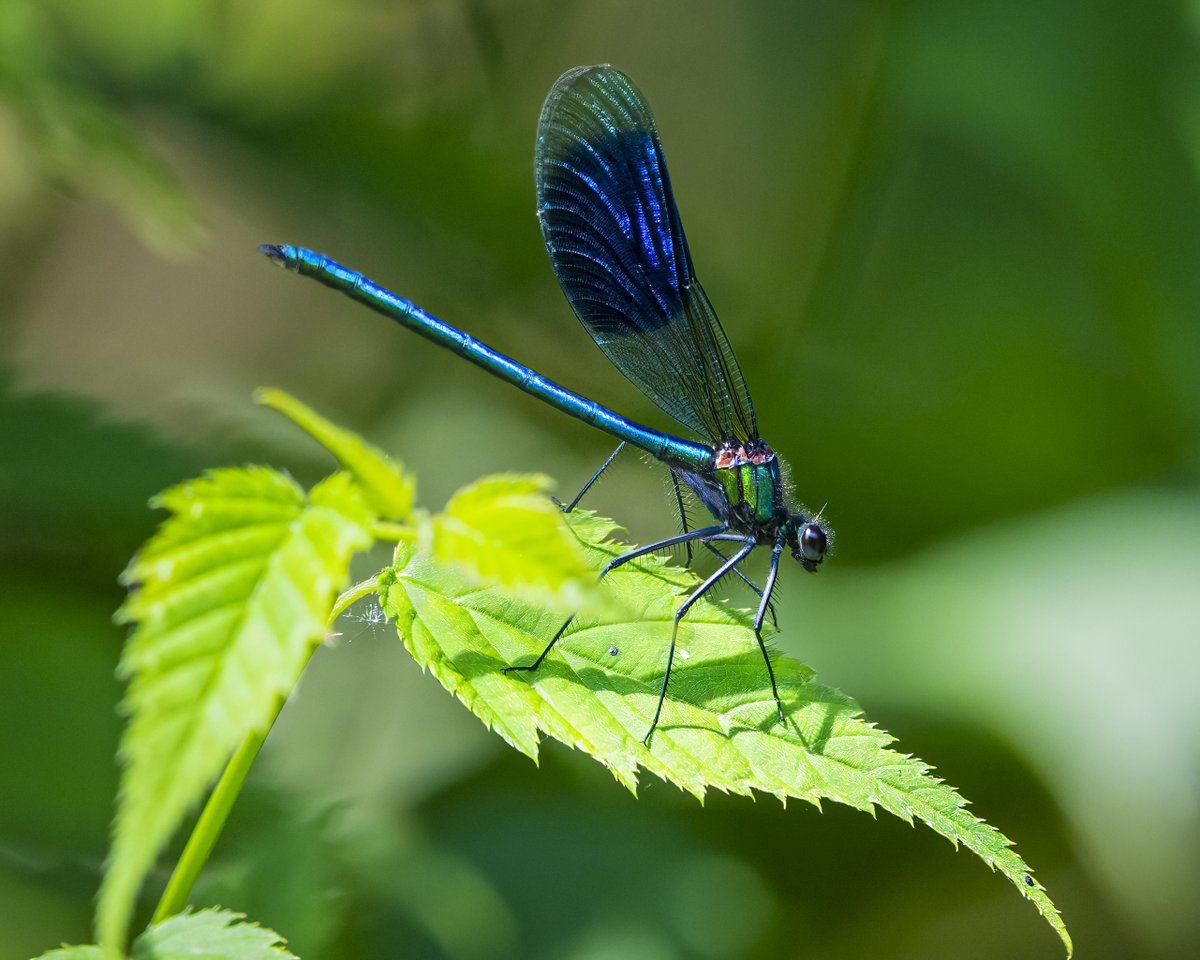 This beauty fluttered into my garden, a Banded Demoiselle I think, and stayed a while warming up in the sun. @Natures_Voice @Team4Nature @BBCSpringwatch @NatureUK @Britnatureguide @wildlife_uk @WildlifeTrusts @YorksWildlife @insectweek #NaturePhotography