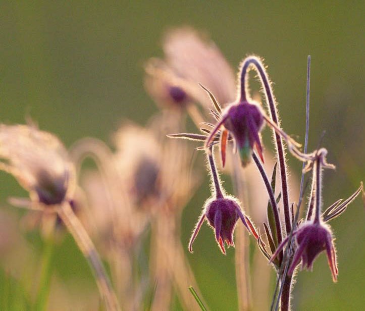 prairieguy2016's tweet photo. It is SUNday &amp; here’s an afternoon wildflower in the sun! Prairie Smoke backlit by the morning sun. #wildflowers #prairiesmoke #northdakota #prairie https://t.co/Ws2HMdbSK7