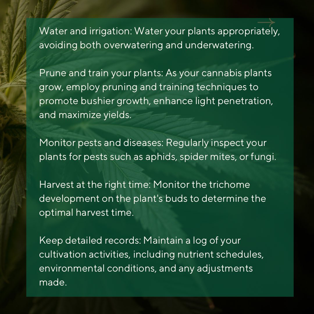 HiDreamsFarm's tweet photo. 🪬🌱 Guide to Successfully Growing a Cannabis Farm: 
Planning, Plant Care, and Legal Compliance ➡️

Consult with us~ we’ll get you started! 

@hidreamsfarm 
@hidreamsclub

#hidreamsclub #highdreams #weel  #smoke #ucla #losangeles #california #cultivation #cannabis https://t.co/3pY4gmspkf