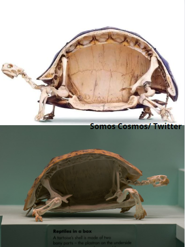 RECUERDA: Las tortugas no viven en sus caparazones, SON sus caparazones.