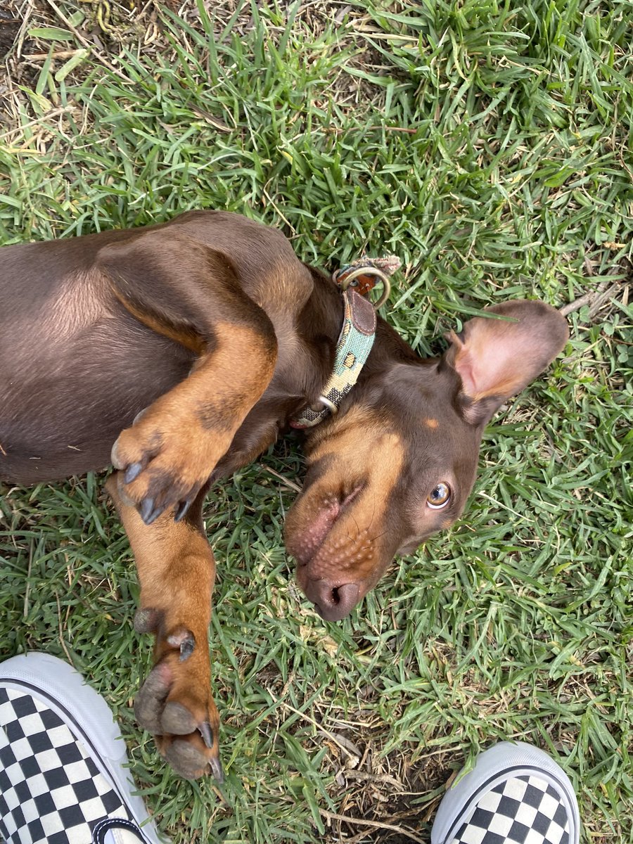Por favor, se nos ha perdido este perro a las 3 de la tarde, por la zona del PELIRÓN, iba con esa misma correa enganchada 🙏🏼 estamos desesperados ofrecemos recompensa💔🙏🏼 se llama CURRO es muy bueno😭❤️‍🩹