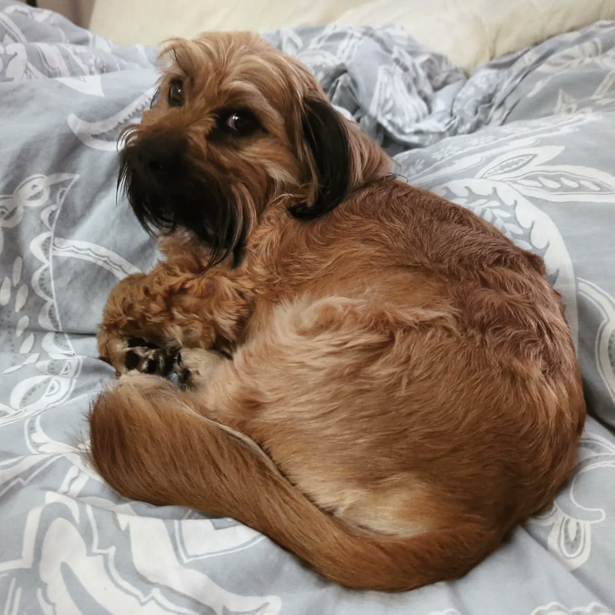 Lord Pillows tweet media