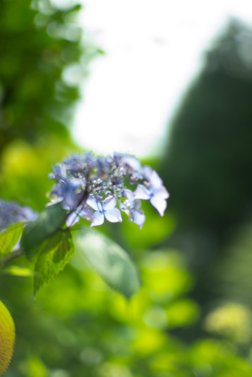 blue_jee1's tweet photo. 泣き虫な年頃
#Leica #leicam-p #leicamptyp240 #oldlens #オールドレンズ #ファインダー越しの私の世界 #写真好きな人と繋がりたい #カメラマンさんと繋がりたい #sonnetar #sonnetar73mm #カラー #color #macro #ゾンネタール #ライカびと https://t.co/1nvfnSaQHN
