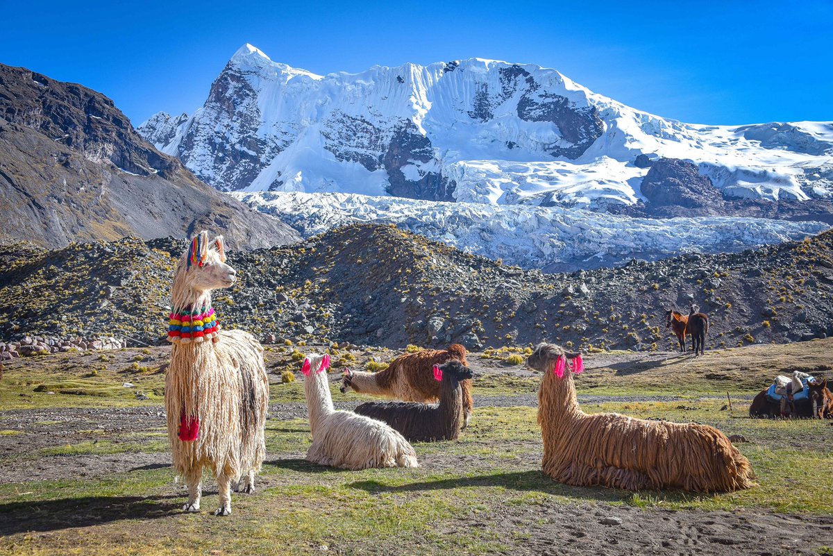 luxtrippers's tweet photo. Welcome to Peru - a land of ancient civilizations, vibrant culture, natural wonders and breathtaking landscapes🦙🌈🏞️
#Peru #MachuPiccu #Tavel #Explore #Nature https://t.co/A81Fyr0TxG