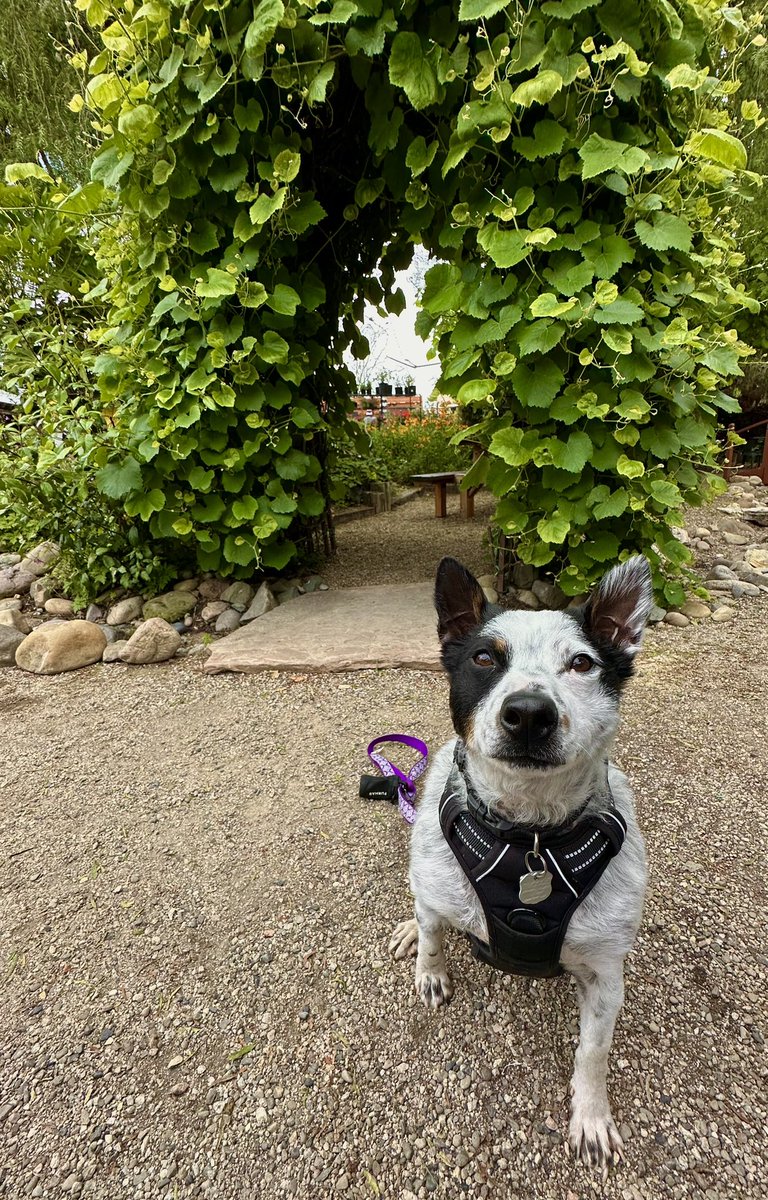 Pepper is waiting for all of her furry friends to join her for Hops & Hounds today!🐶

#birchwoodnipomo #nipomo #nipomoca #arroyogrande #santamaria #orcutt #pismobeach #sanluisobispo #dogfriendly  #centralcoastcalifornia #plantshop #beergarden #805foodtrucks #hopsandhounds