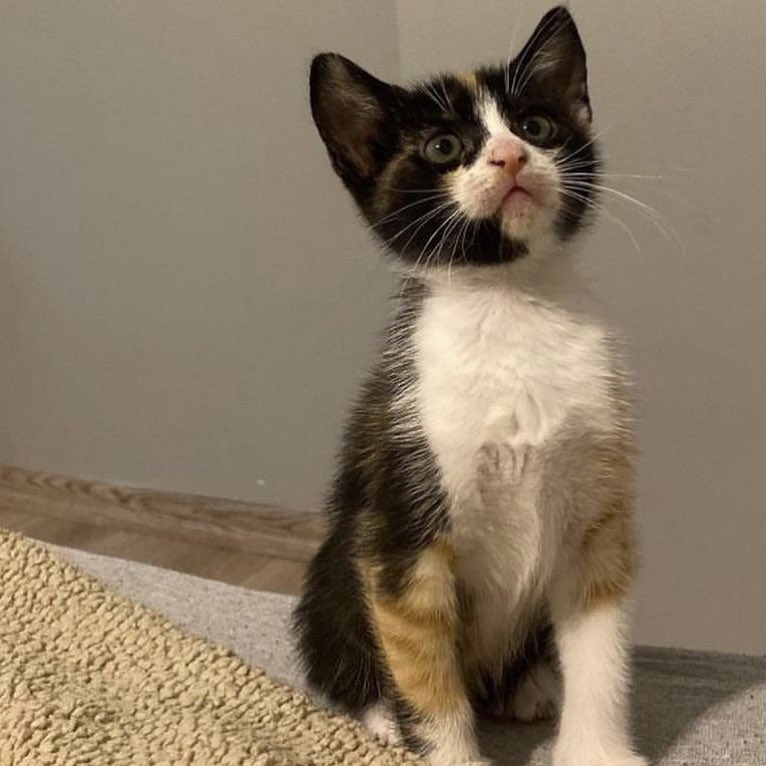 ❤️YUVA ARIYOR❤️
2 aylık dişi. İc dış parazit ilaçları yapıldı: bütün eşyaları var Anne sütü ile beslendi. Kuru yaş mama yiyor. Yuva arıyoruz.
İletişim : 05315099505