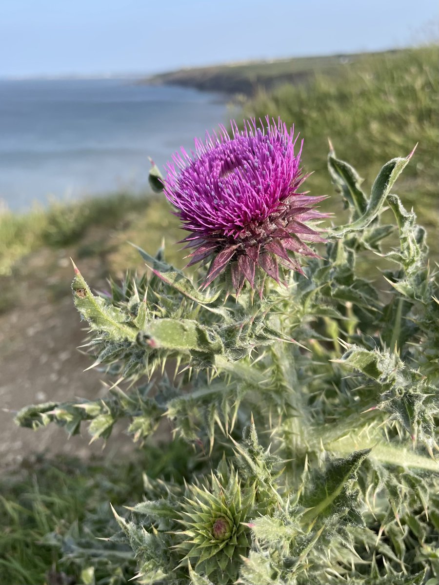 In praise of the thistle. (Musk Thistle in this case I think). Stunning, vibrant colour and a rich source of food for our #pollinators illustrated in pic. 3 by a lovely Garden Bumblebee (worker or male?) 🖤💛🖤.

#wildflowerhour  #pollinators #walescoastalpath #arableplants