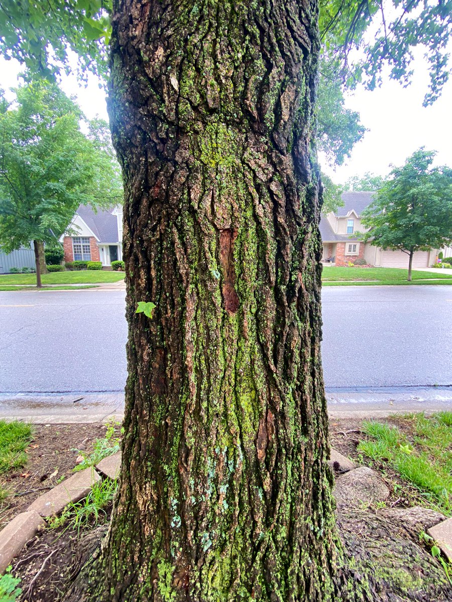 TheRubyWitch's tweet image. Found a tree on my run today that looks like a key port to another world.
