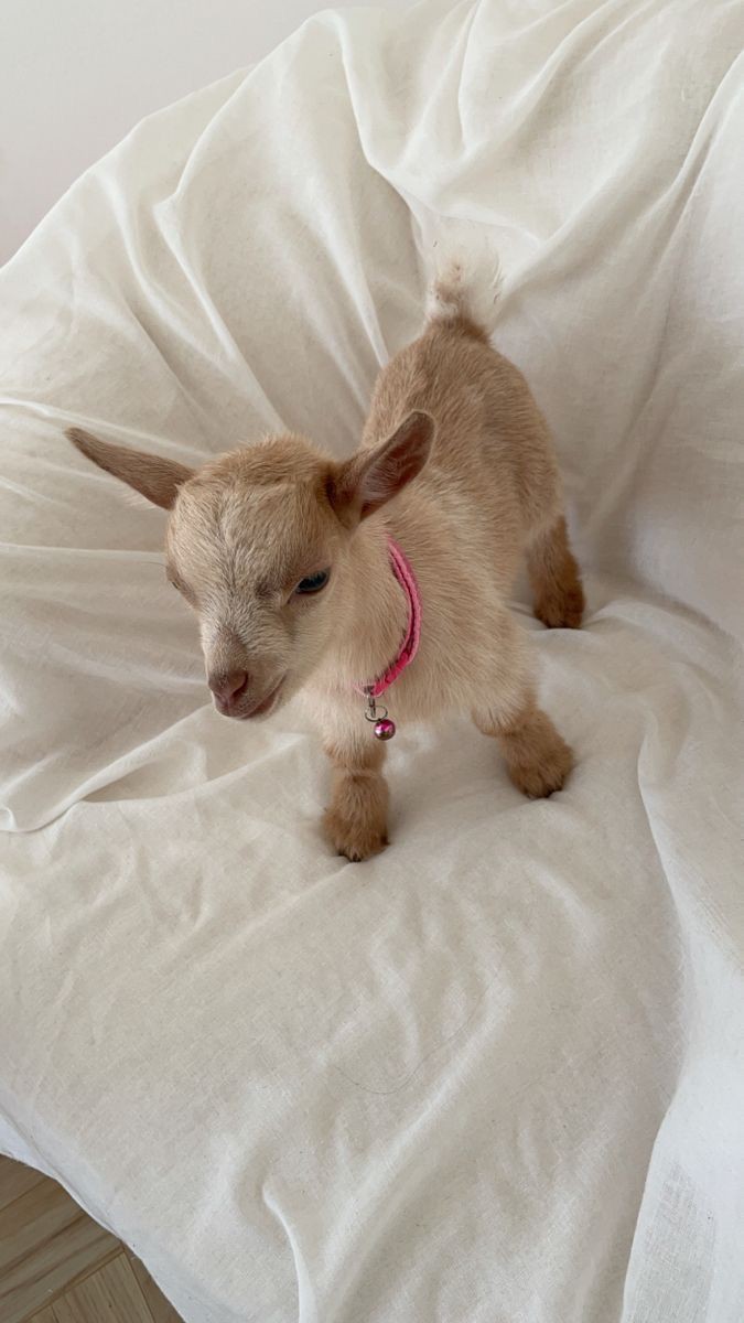 коза... теперь у нас есть коза...