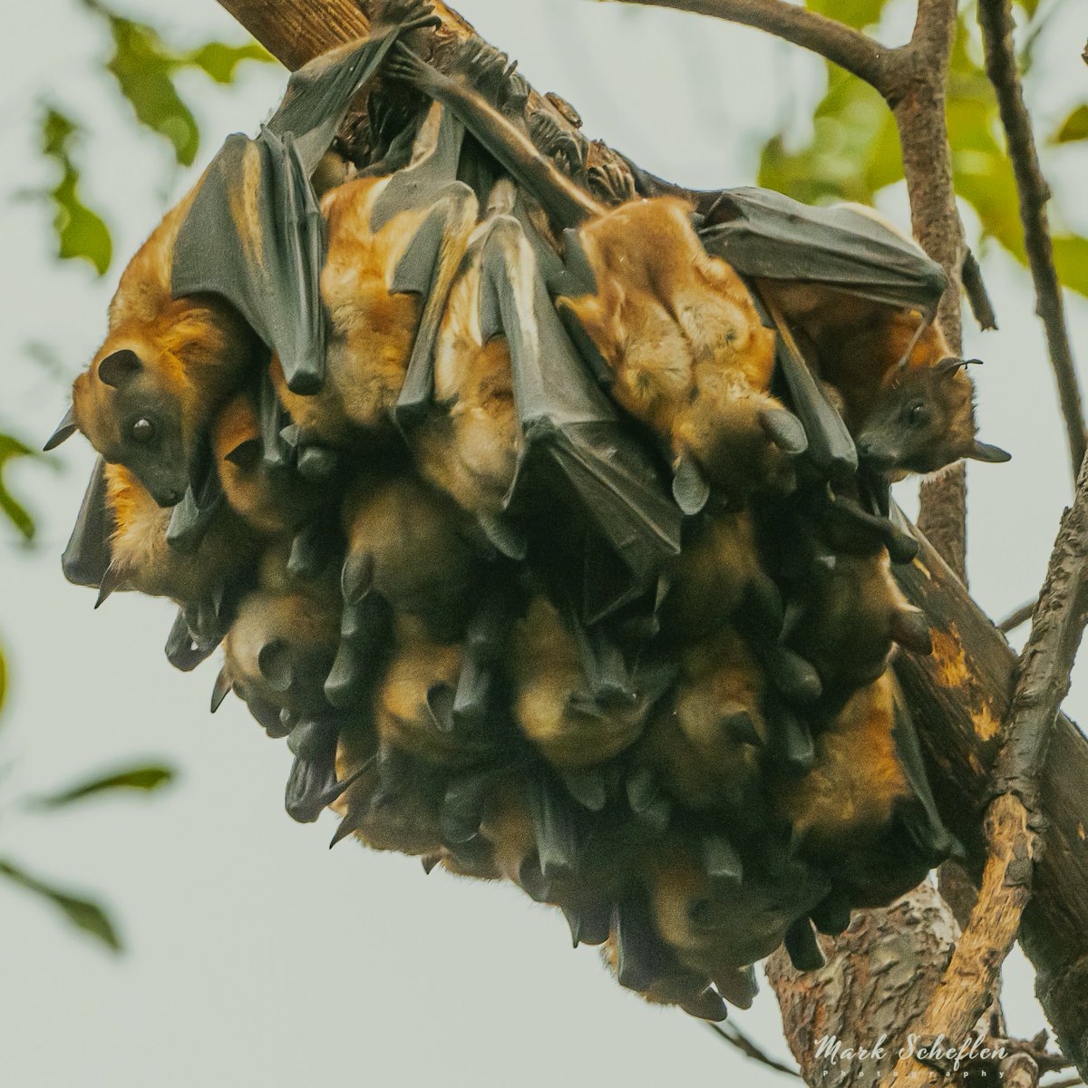 Fruit Bats bedding down for the day. Kisoro, SW Uganda, #birdsofafrica #birdsphotography #BritishNatureGuide #birdwatching #Kisoro #NaturePhotography #TwitterNatureCommunity #wildlifephotograph #birdingmagazine #birdsofinstagram #bats #batsofinstagram