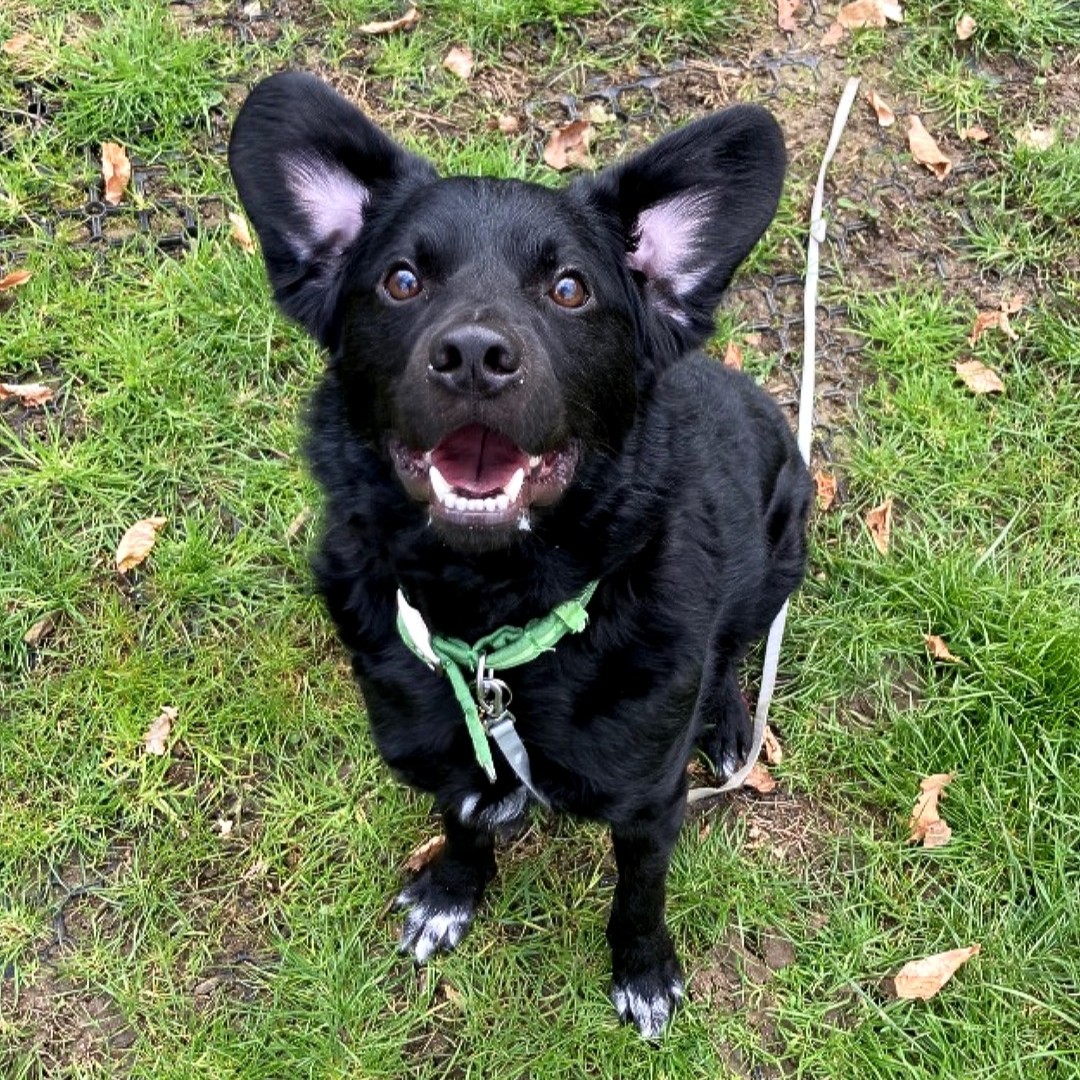 Thor's forever family will be able to always count on Thor to brighten up their days. We just have to find them!

Visit our website for more info about Thor and to apply to adopt him.

#labrador #collie #cotsdogscats #rescuedog #rescuebestbreed #adoptdontshop #gloucestershire