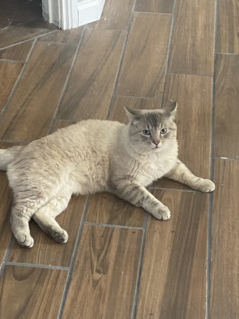 mylostpetalert's tweet photo. Lost cat in #postfalls #ID (83854) #lostcat #lostpet #missing https://t.co/kpycB6yA3A https://t.co/TDRpMGJYL9