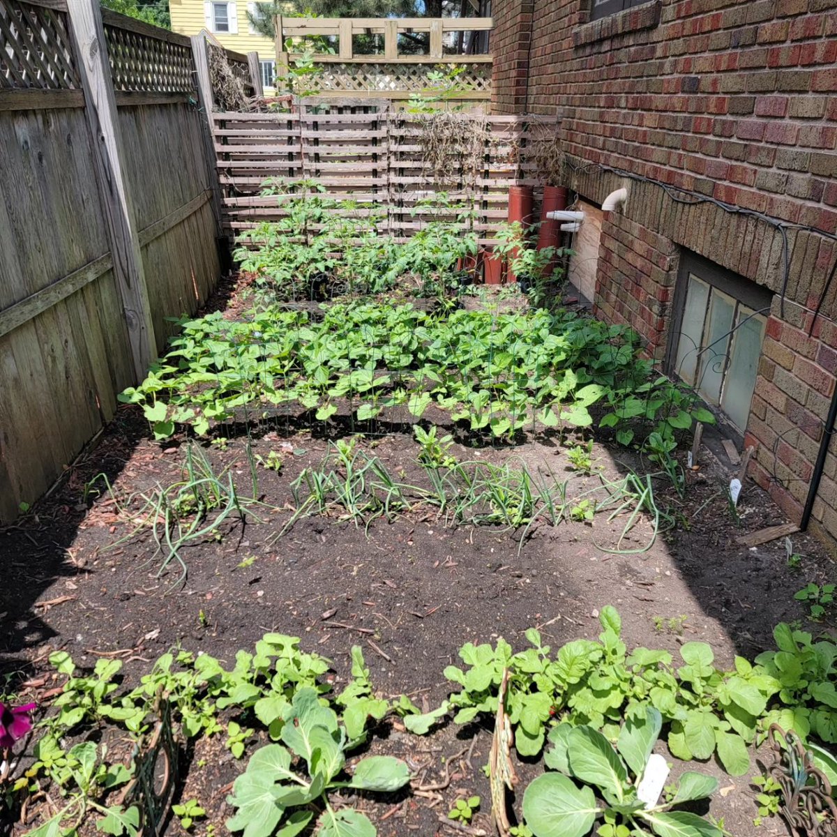 espartostudio's tweet photo. My gardens are humming along nicely!! I love this time of year!

#gardening #gardenlife #summeriniowa https://t.co/WRCDwzCkMA
