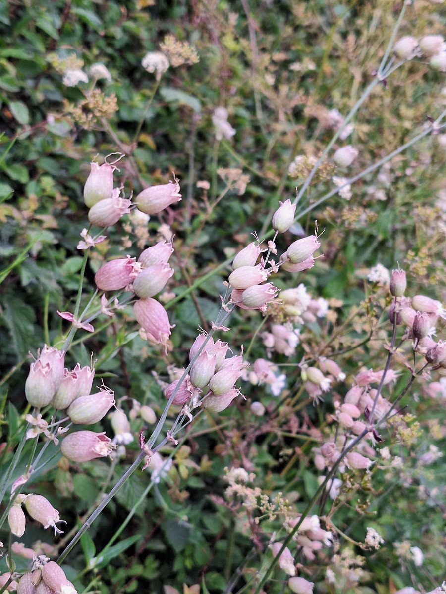 Pretty in pink: Hawthorn blossom- Rosea flore, a single dog rose-Rosa canina-and I'd appreciate a #wildflowerID for the third image (comfrey?) seen on the n Wales coastal path yesterday. Thank you  😊 
#wildflowerhour