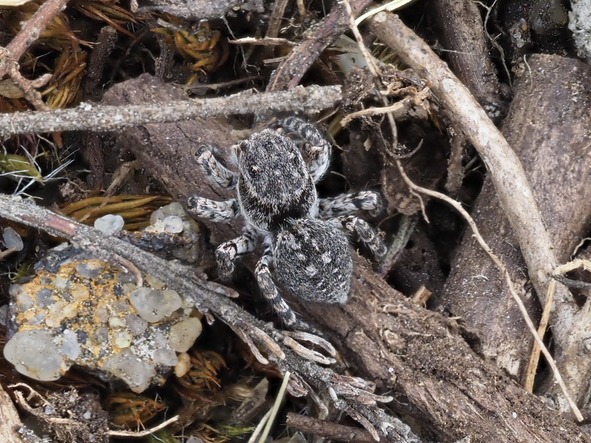 mixaeljones's tweet photo. I spotted this jumping spider on a local Hampshire heath this morning - might it be Aelurillus v-insignitus?
@BritishSpiders #spider #BroxheadCommon https://t.co/EgnyeRs0Rp