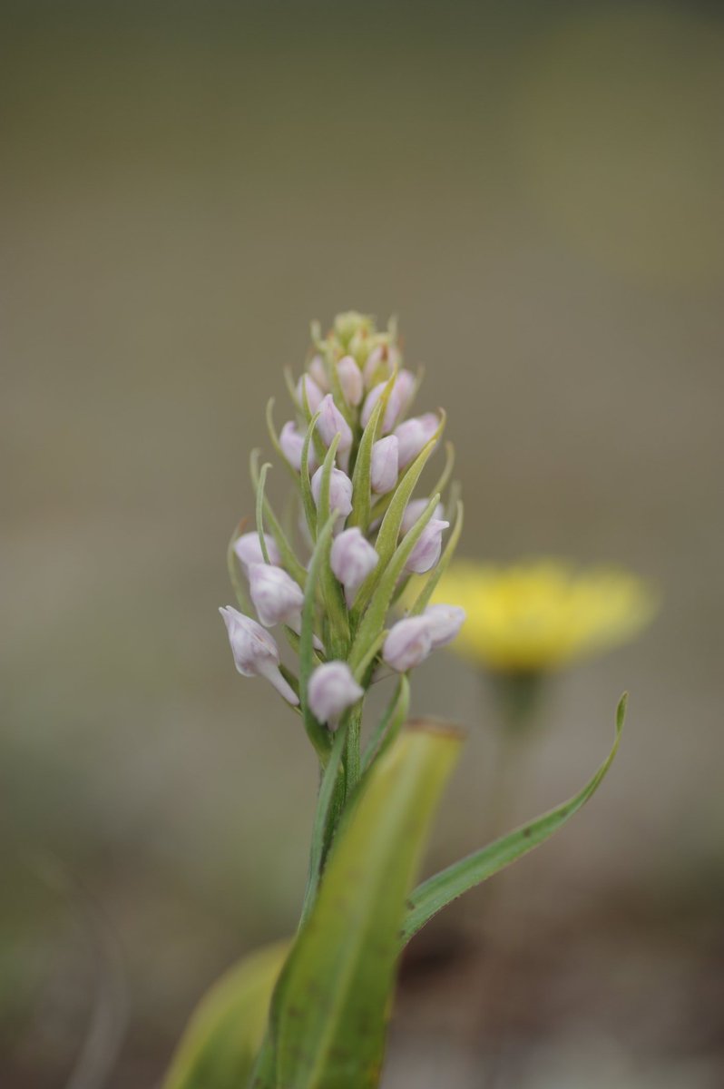 Delichon82's tweet photo. Bee orchid, pyramidal orchid and emerging greater butterfly orchid growing on an abandoned quarry earlier this week @BSBIbotany @BSBI_Ireland #wildflowerhour https://t.co/JJjvU8PmAV