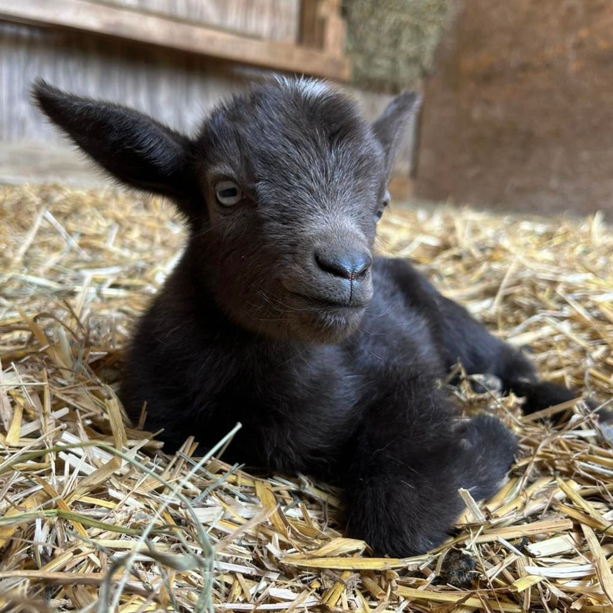 goatofthe's tweet image. 📅 22nd June 2023
🐐 Finnigan
🏷️ Instagram/coolstoryfarm
💕 #animaloftheday