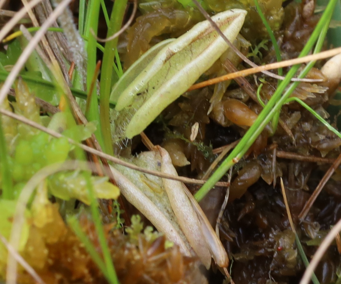 I found this in a boggy bit of the New Forest yesterday. The flower was white. I think it must be Pale Butterwort but I don't think that's supposed to be actually white? Pleased with the find, anyway. #WildflowerHour #WildflowerID