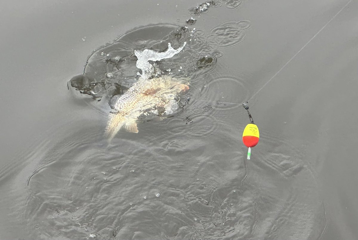 Mrgunsngear's tweet image. Hard at work today 🐟🎣 

#fish #fishing #redfish