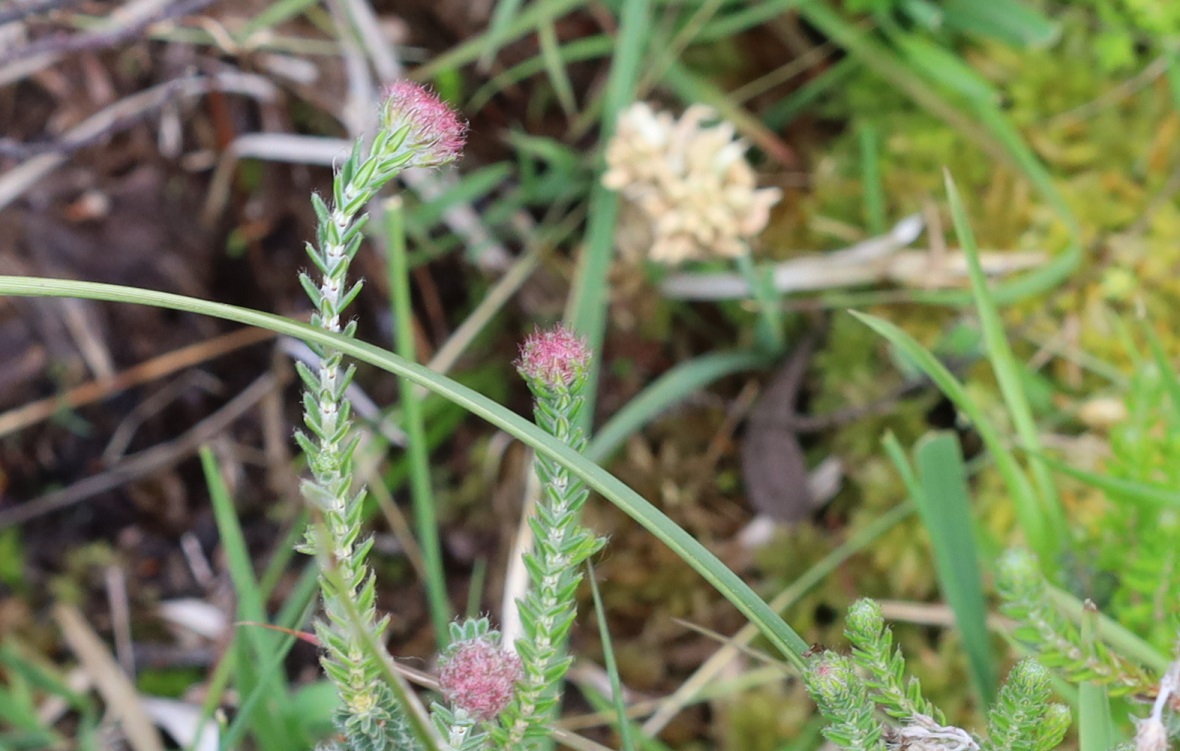 Saw this, thought 'heather', then took a proper look at the flowers and decided I didn't have a clue what it is. On the edge of a bog in the New Forest. #WildflowerHour #WildflowerID