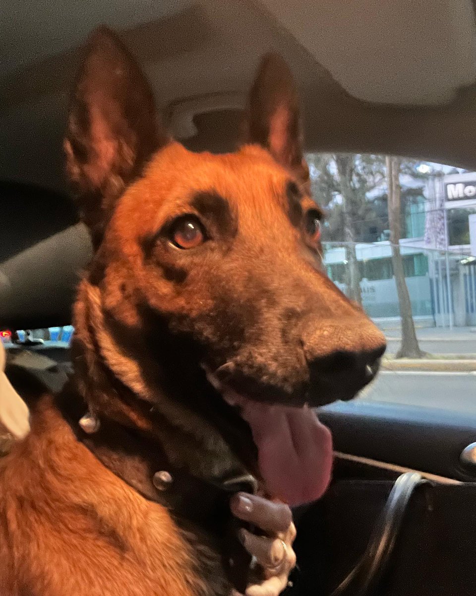 urge reubicar a #Canela
Ella es muy de contacto con el humano.
Esta nena es súper faldera, ágil, cariñosa e inteligente y le urge un hogar.
Si quieres adoptarla mándame un Wpp al 56 1109 3100 o pide tu formato de adopción por mensaje #adopción #adoptanocompres #adopta #CDMX