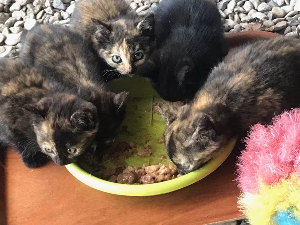 APasDeChats's tweet photo. 🚨Urgent - Recherche Famille d'accueil - Secteur Valenciennes (59)🚨

Nous recherchons rapidement une FA pour ces 5 chatons dont la mère n'a pas été aperçue depuis 15 jours.

Si vous pouvez nous aider merci de nous contacter! 

https://t.co/Q261qjLooM

#association #valenciennes https://t.co/AdfhhLRAs7