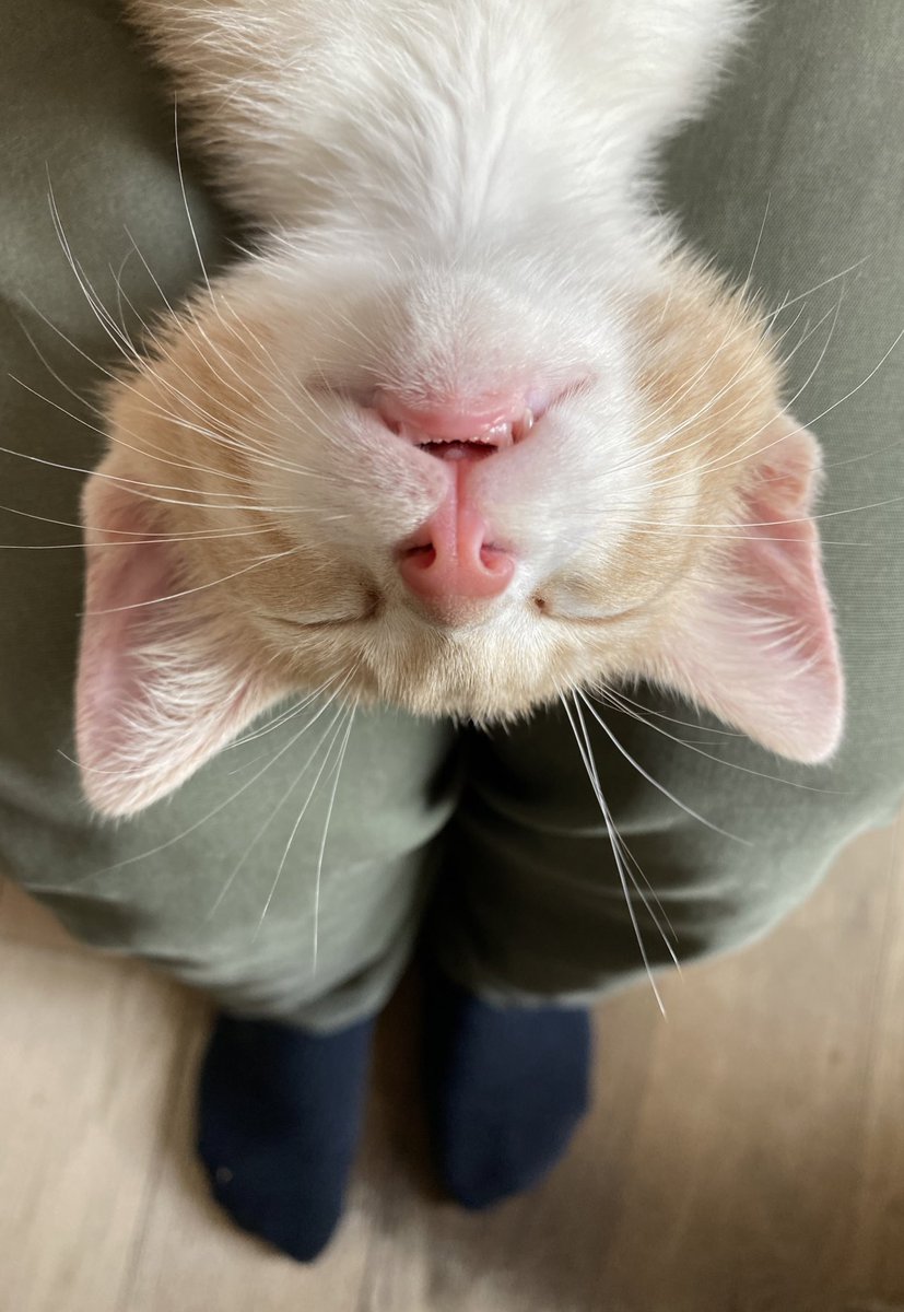 Luigi Farrauto tweet media