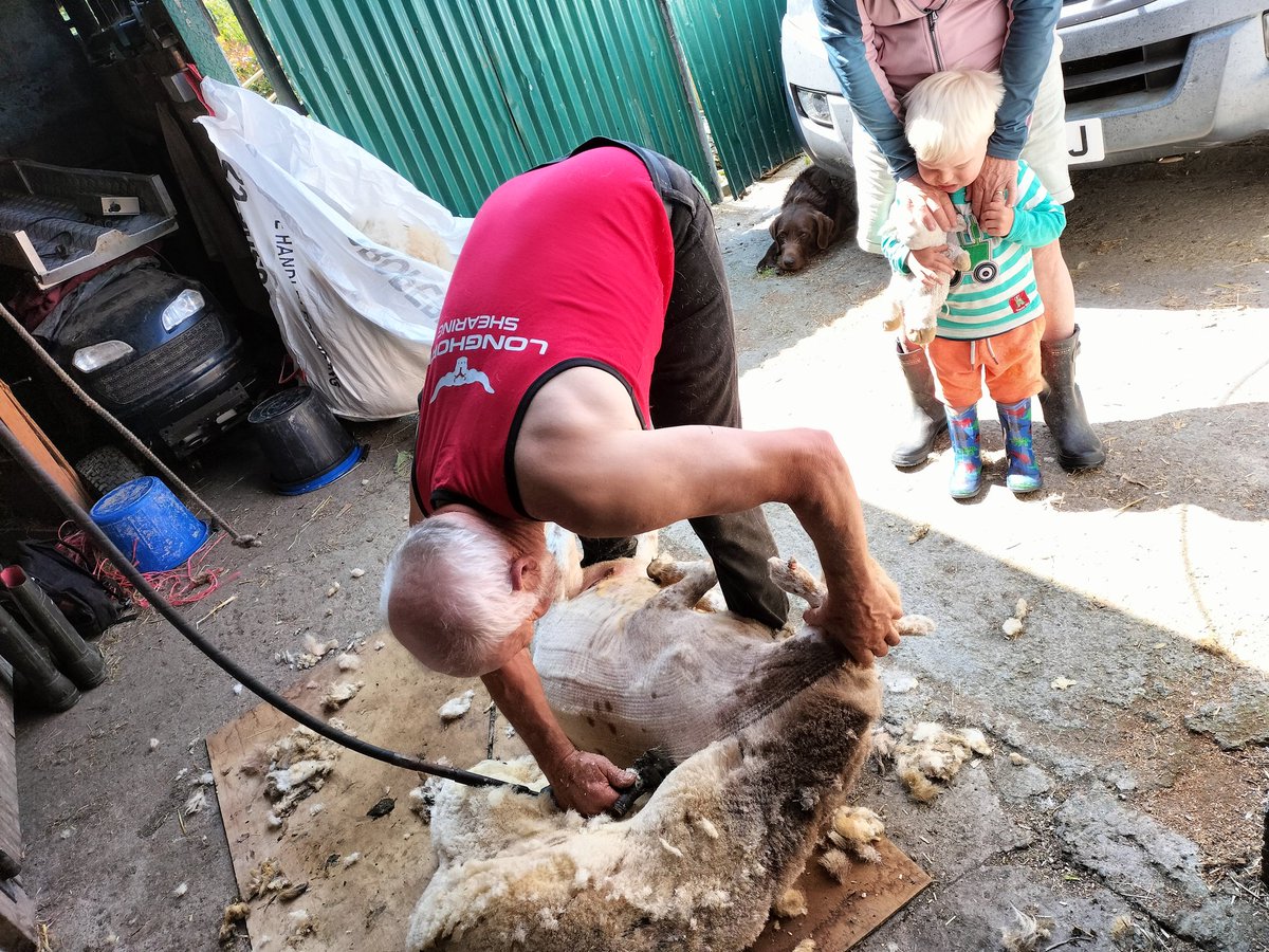 bet_till's tweet photo. Dad got skills π Bit of hand shearing practice end of last week before the Llysffasi comp on Saturday. Something I need to learn! #welshmountainsheep #cneifiogwella #handshearing https://t.co/Lx5zFpg6h3