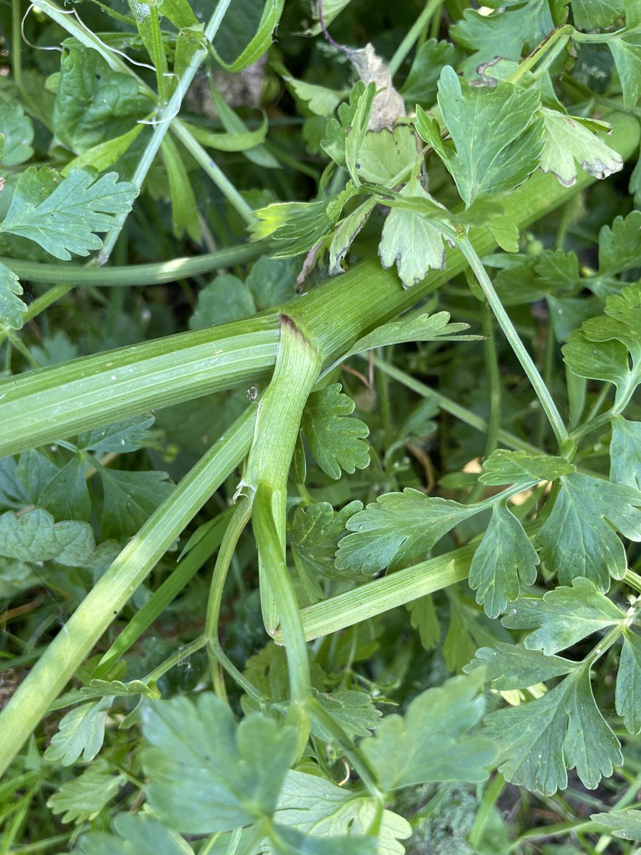 I saw this plant at Dinton Pastures at the weekend buzzing with insects. Have tried to ID it but need a bit of help please #WildflowerID thank you