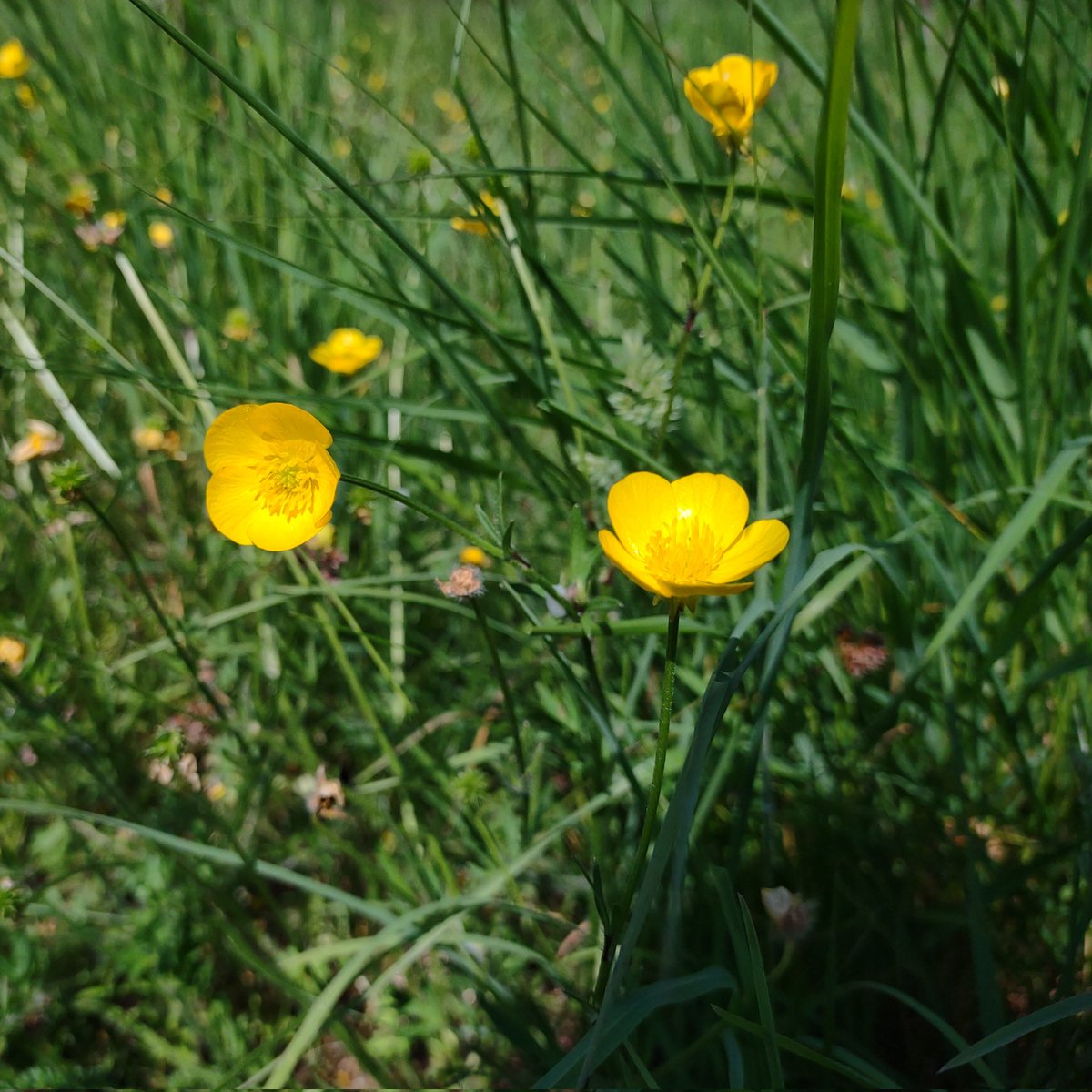 Bulbous Buttercup still going strong in Sedgefield 

#WildflowerHour