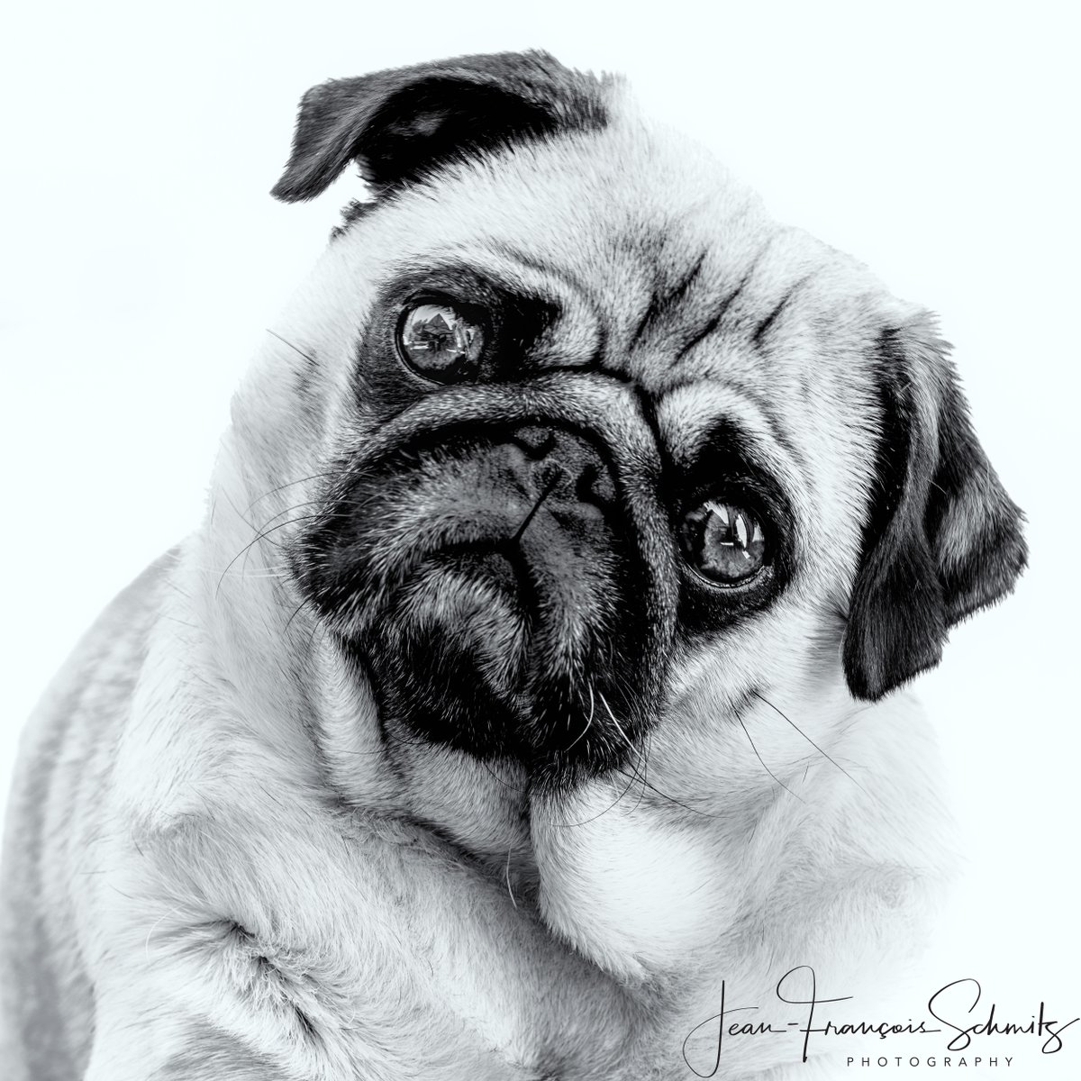 Color or B&W? Which one do you prefer ?
 #pug #puglife #puglove #pugs #dog #dogs #pugworld #pugoftheday #pugnation #puglover #mops #puglovers #doglover #pet #cute #dogoftheday #carlin #blackandwhite #blackandwhitephotography #canon #canonbelgium #canonR5