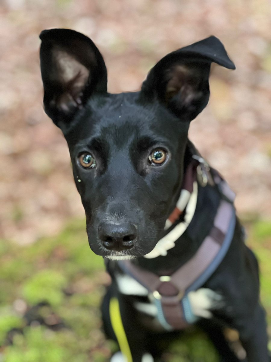 Jemand Ideen, welche Rassen sich in unserer Mieko verstecken können? Bekommen haben wir sie als Labrador Mischling. Wir tippen aber eher auf Terrier/ Pinscher evtl Schäferhund 🤔 Sie bellt gerne, wird ca eine SH von 45cm erreichen und apportiert gern alles 😂 Was meint ihr? 😊