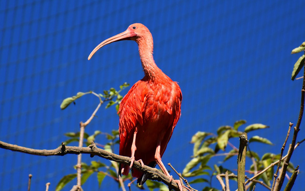 Our July Photo Contest is 'Red, White or Blue'. Please submit your bird photos on our website: bromebirdcare.com/bbn-photo-cont…