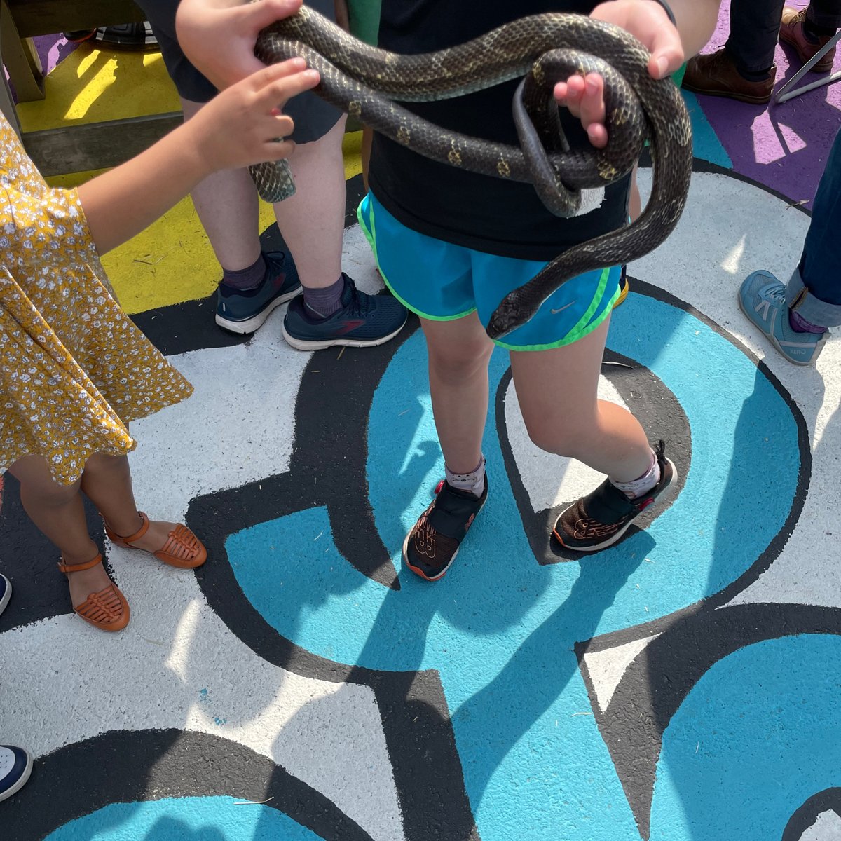 CportNeighbors's tweet image. Snake show right on the incredible painted Cottage Street! 
Missed it? They’ll be back at 6pm on Pleasant. 
#publicspacelab #cambma #cambridgeport