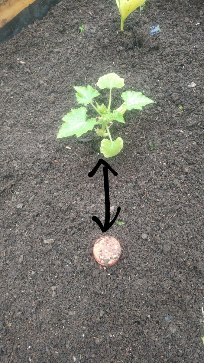 plants get most benefit if they are not too far from the Olla. Sowing seeds works too.