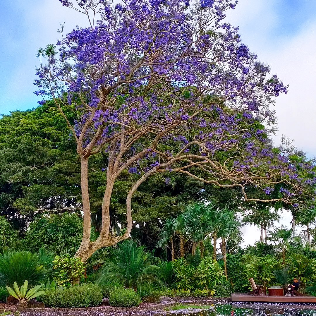 Spring may be one of the most spectacular times of year with the blooming of our giant, flowering jacaranda tree. Clusters of cascading purple flowers create a breathtaking sight to see, beckoning you to find profound gratitude in nature's wonders.