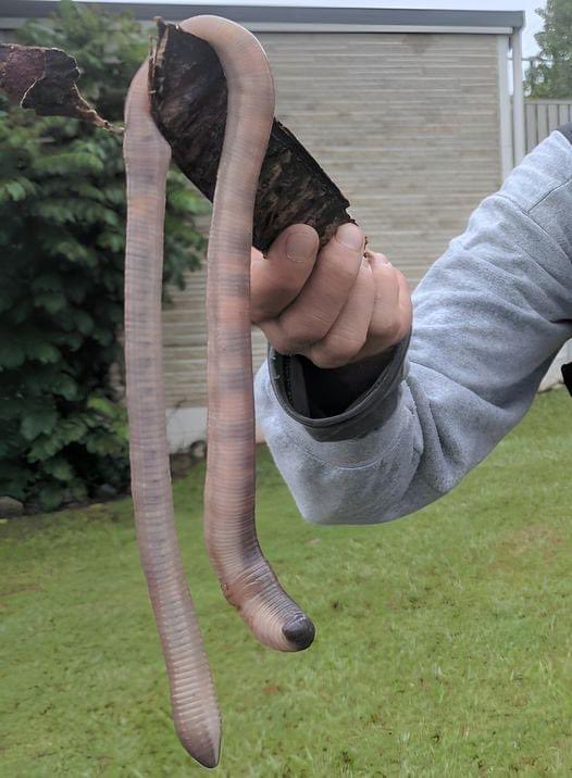 A giant earthworm found in Queensland, Australia 🇦🇺