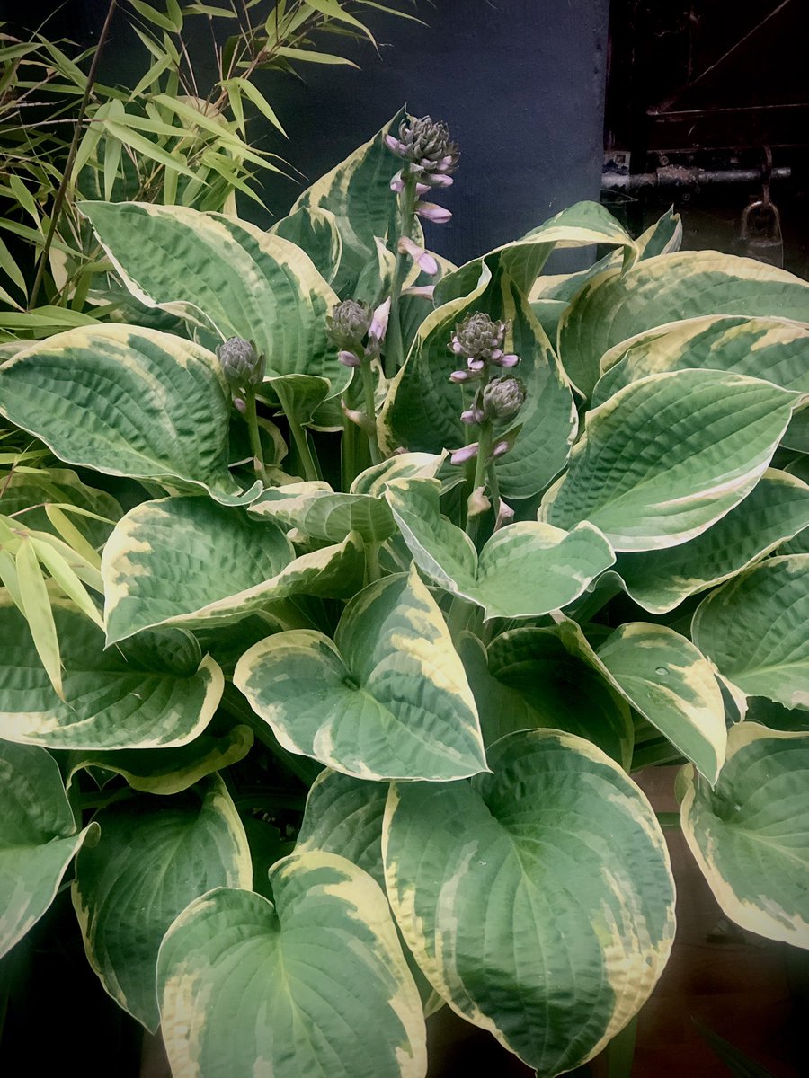 kevbrackenbury's tweet photo. Hosta La Vista baby
In bloom
Yarden
#yarden #yardening #Yardner https://t.co/YcjhJDXlJB