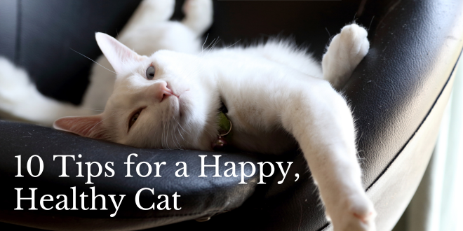 ThinkLikeaCat's tweet photo. There are many tips to guide you in nurturing and understanding your cat, but to get you started, here are 10 basic ones.
https://t.co/JUzNAFmmEq https://t.co/M7rI7P77mq
