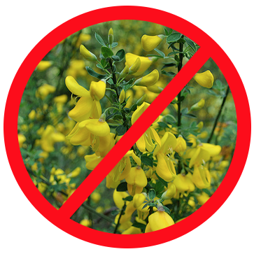 olyecosystems's tweet photo. June Work Party at Cooper Crest - Urgent Scotch Broom Control - https://t.co/incVVp82m5 https://t.co/wEFTsI6fhD