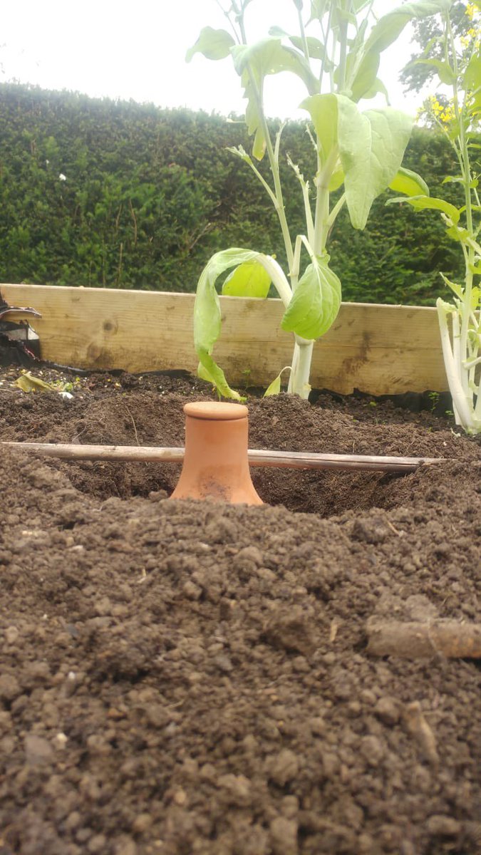 Plant your Olla up to the neck. Use a cane to help find the soil level.