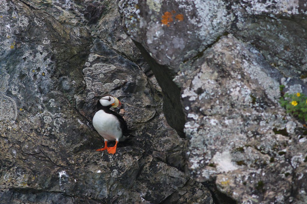 Fresh from the burrow #puffins