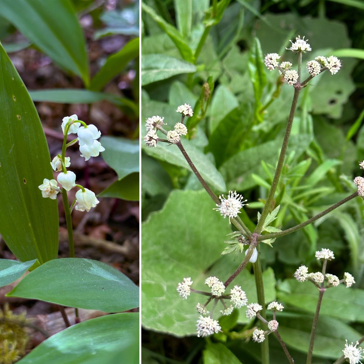 A mixed bunch for #WildflowerHour this wk: the 1st northern(?) marsh orchids (+ poss. hybrids) around W Lothian, where marsh thistles are also opening; opium poppy growing by the road in E London; masses of naturalised pink purslane in the Pentlands; lily-of-the-valley + sanicle.