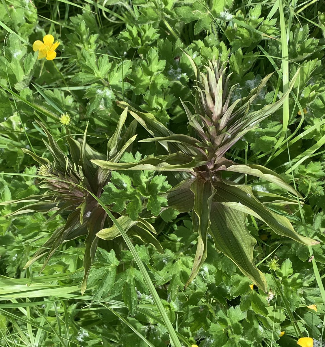 #WildFlowerHour are these broad leaves helleborines please #wildflowerid