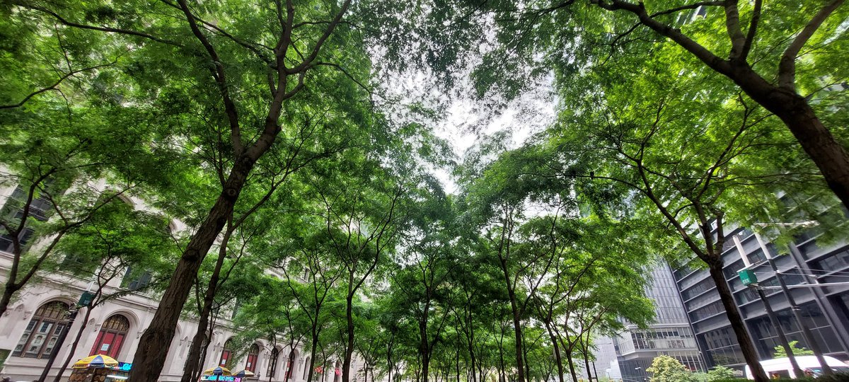 Cool shade in the city. #TreeClub