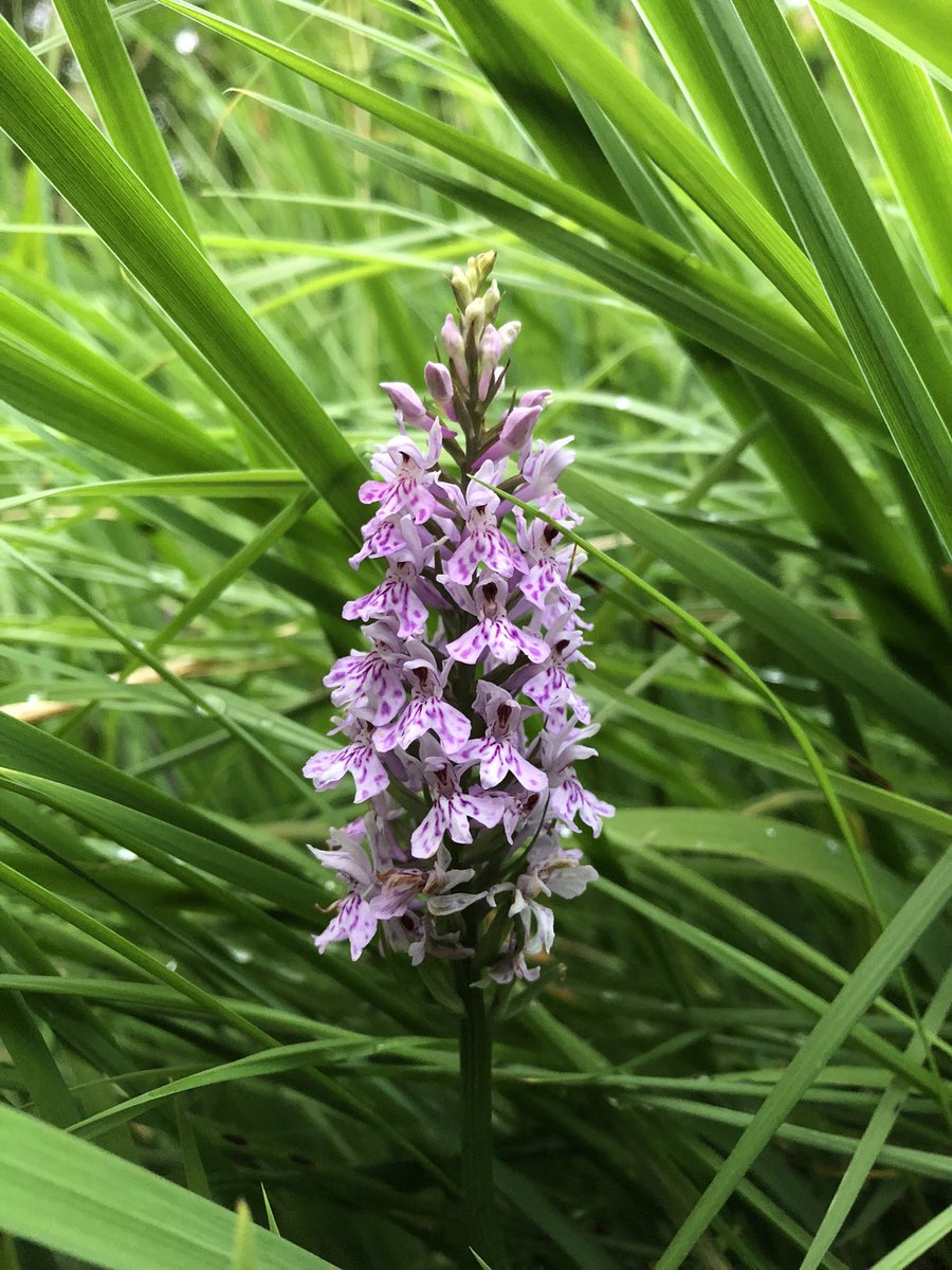 I.D help please <a href="/wildflower_hour/">wildflowerhour</a> <a href="/BSBIbotany/">BSBI: Botanical Society of Britain & Ireland</a> - is this Heath spotted orchid?